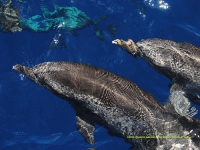 Dauphins